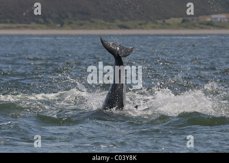 Der Große Tümmler (Tursiops Truncatus) Tauchen ins Wasser nach einer Verletzung, Moray Firth, Scotland, UK Stockfoto