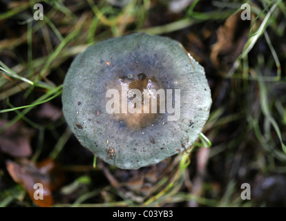 Köhler, ubling Cyanoxantha, Russulaceae. August, Berkhamsted, Hertfordshire. Stockfoto