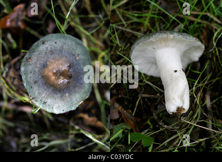 Köhler, ubling Cyanoxantha, Russulaceae. August, Berkhamsted, Hertfordshire. Zusammengesetztes Bild, 2 Fotos. Stockfoto