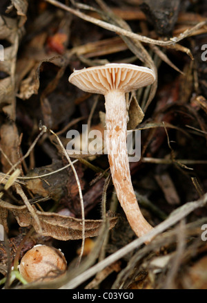 Schorfige Twiglet, Tubaria Furfuracea, Inocybaceae (Cortinariaceae). Wachsen unter Hackschnitzel, August, Berkhamsted, Hertfordshire Stockfoto