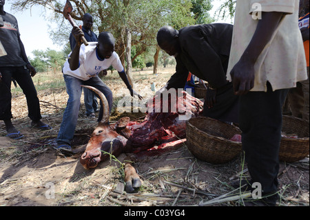 Dorfbewohner von der Dogon Dorf Yendouma Schlachten einer Kuh auf dem muslimischen Tabaski-Festival. Mali Stockfoto