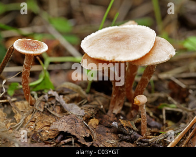 Schorfige Twiglet, Tubaria Furfuracea, Inocybaceae (Cortinariaceae). Wachsen unter Hackschnitzel, August, Berkhamsted, Hertfordshire Stockfoto