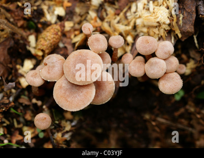 Schorfige Twiglet, Tubaria Furfuracea, Inocybaceae (Cortinariaceae). Wachsen unter Hackschnitzel, August, Berkhamsted, Hertfordshire Stockfoto