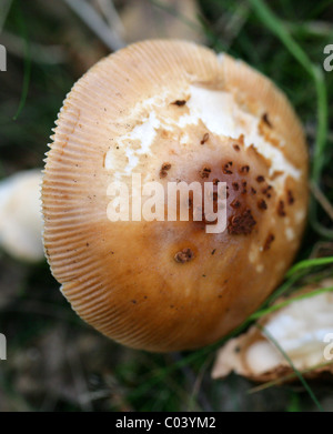 Tawny Grisette, Amanita Fulva, Amanitaceae. Stockfoto