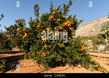 Reife Mandarinen in einem Obstgarten, in der Nähe von Pedreguer, Alicante, Valencia, Spanien Stockfoto