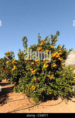 Reife Mandarinen in einem Obstgarten, in der Nähe von Pedreguer, Alicante, Valencia, Spanien Stockfoto