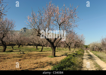 Überblick über Mandel Obstgarten und Blüte, in der Nähe von Alcalali, Provinz Alicante, Valencia, Spanien Stockfoto