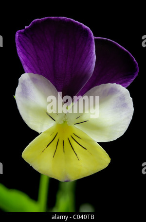 Johnny Jump up, auch bekannt als Stiefmütterchen und wilden Stiefmütterchen, Viola Tricolor. Stockfoto