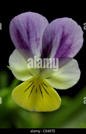 Johnny Jump up, auch bekannt als Stiefmütterchen und wilden Stiefmütterchen, Viola Tricolor. Stockfoto