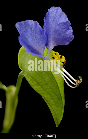 Asiatische Dayflower, Commelina communis Stockfoto