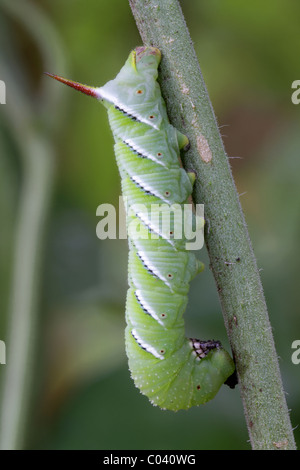 Ein Tabak-Hornworm, die Raupe der Carolina Sphinx Motte. Stockfoto