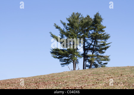 Einen kleinen Stand der östlichen weißen Kiefern (Pinus Strobus) auf einem Hügel unter blauem Himmel. Stockfoto