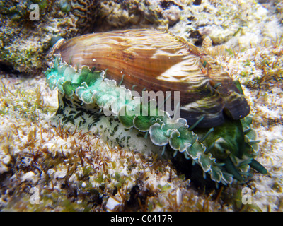 Esel Ohr Abalone (Haliotis Asinina), Capricorn Bunker Group, Great Barrier Reef Marine Park, Queensland, Australien Stockfoto