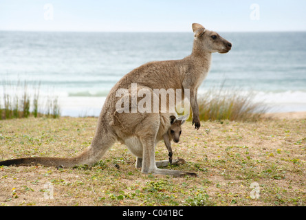 Känguru mit Joey im Beutel, Kiesstrand, New South Wales, Australien Stockfoto