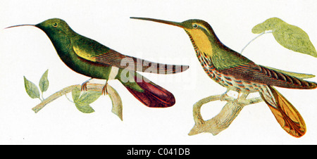 Diese Kolibris gehören zur Familie Trochilidae genannt. Sie haben brillante farbige Gefieder. Stockfoto