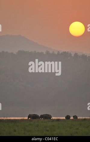 Eine Herde von asiatischen Elefanten (Elephas Maximus) bei Sonnenuntergang am Fluss in der Dhikala Reihe von Jim Corbett Tiger Reserve, Indien Stockfoto