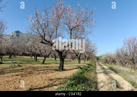 Überblick über Mandel Obstgarten und Blüte, in der Nähe von Alcalali, Provinz Alicante, Valencia, Spanien Stockfoto