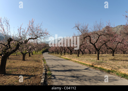 Vroad durch Mandel Obstgarten und Blüte, in der Nähe von Alcalali, Provinz Alicante, Valencia, Spanien Stockfoto