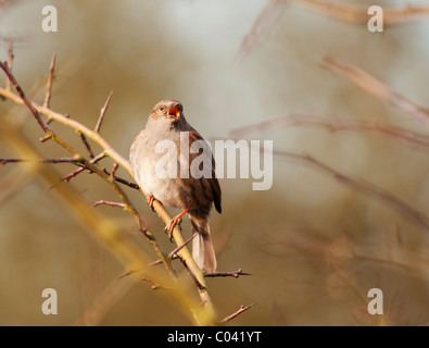 Nahaufnahme der Heckenbraunelle Prunella Modularis singen bei ersten Anzeichen des Frühlings Stockfoto