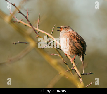 Nahaufnahme der Heckenbraunelle Prunella Modularis singen bei ersten Anzeichen des Frühlings Stockfoto