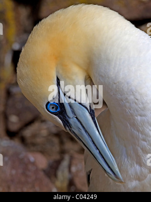 Basstölpel putzen Stockfoto