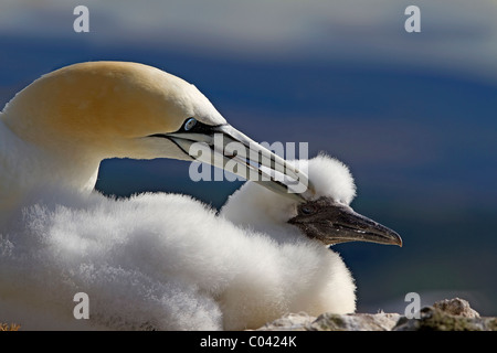 Gannet Gefiederpflege jung Stockfoto