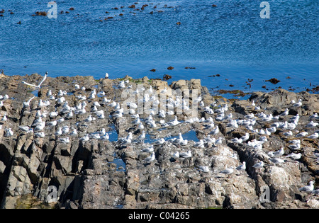 Herde von Möwen am Strand Rocks in Kapstadt Stockfoto