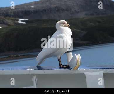 Verschneiten Scheidenschnabel (Chionis Alba) auf einem Schiff, Süd-Georgien Stockfoto