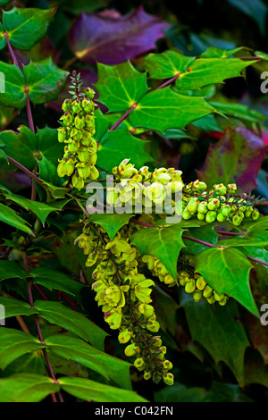 Mahonia Japonica Strauch mit Blüten im Frühjahr Stockfoto