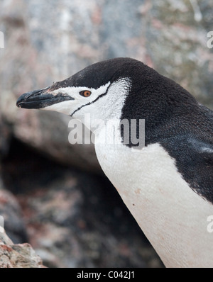 Pinguin Zügelpinguinen (Pygoscelis Antarctica), zeigen Sie Wild, Elephant Island, South Shetlands Stockfoto