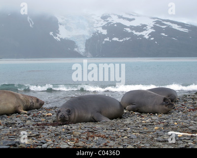 Junge See-Elefanten, King Haakon Bay, Süd-Georgien (Südküste) Stockfoto