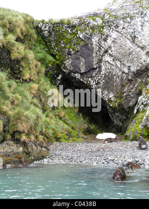 Am ehesten Shackletons Höhle, King Haakon Bay, Süd-Georgien (Südküste) Stockfoto