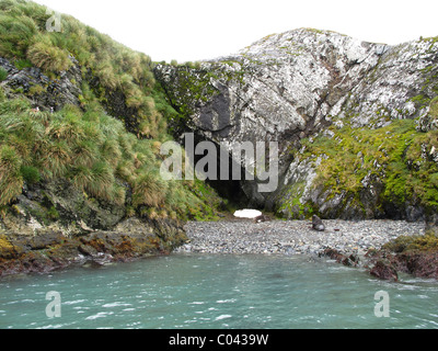 Am ehesten Shackletons Höhle, King Haakon Bay, Süd-Georgien (Südküste) Stockfoto