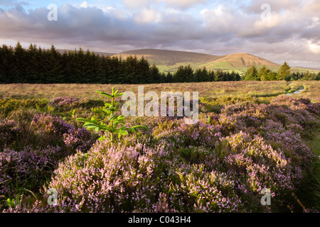 Blick vom Leuchtturm fiel auf faire Snape und Parlick, Wald von Bowland Stockfoto