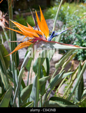 Strelitzia Paradiesvogel Blume im Kirstenbosch - Kapstadt Stockfoto