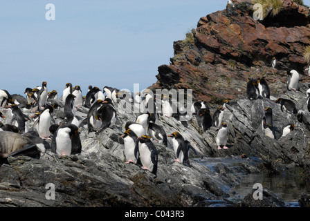 Eine Kolonie von Makkaroni Pinguine (Eudyptes Chrysolophus), Cooper Bay, Süd-Georgien Stockfoto