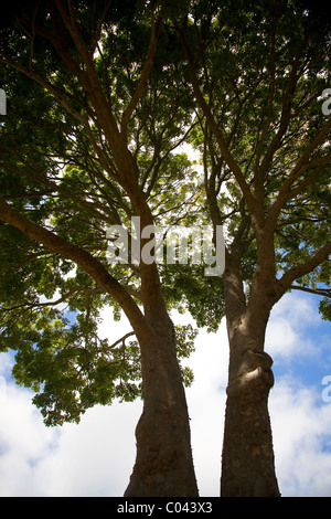 Afrikanisches Mahagoni-Baum in Kirstenbosch bei Kapstadt Stockfoto