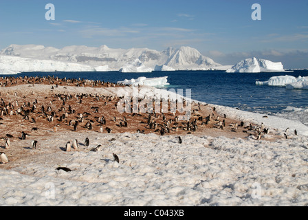 Gentoo-Pinguin-Kolonie, Schnee und Eis-Scape Cuverville Island, antarktische Halbinsel Stockfoto