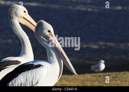 Australische Pelikane (Pelecanus Conspicillatus). Kalbarri, Western Australia, Australia Stockfoto