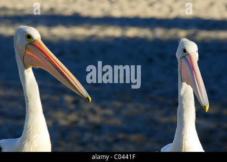 Australische Pelikane (Pelecanus Conspicillatus). Kalbarri, Western Australia, Australia Stockfoto