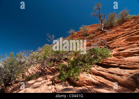 Bunten Felsformationen entlang des Engels Landing im Zion Nationalpark, Utah Stockfoto