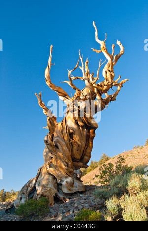 Alten Bristlecone Pines im Inyo National Forest Stockfoto