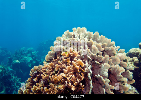 Coral Gardens mit Salat Korallenriffe vor der Küste von Roatan Honduras Stockfoto