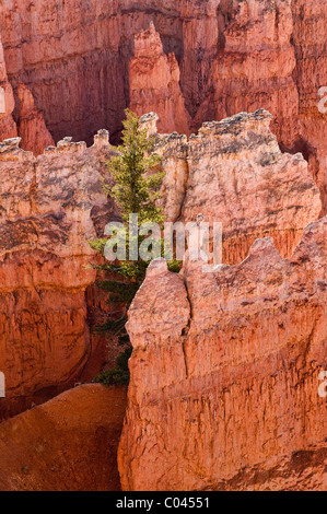 Ein Lone Pine Tree wächst unter den Felsformationen im Bryce Canyon National Park, Utah. Stockfoto