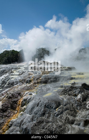 Pohutu Geysir Te Puia, einem beliebten Maori Kulturzentrum und Thermalbereich in Rotorua, Neuseeland Stockfoto