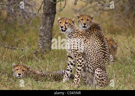Eine Gruppe von vier Geparden in Kenia. Stockfoto