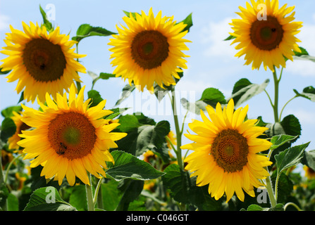 Gruppe von Sonnenblumen gegen blauen Himmel mit zwei Honigbienen (selektiven Fokus auf unteren linken Blume) Stockfoto