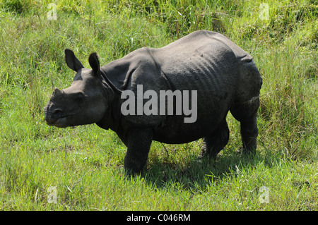 Das vom Aussterben bedrohte einen gehörnten Nashorn genommen in Chitwan Nationalpark, Nepal Stockfoto