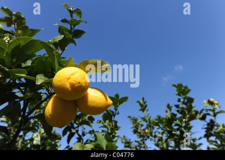 Reife Zitronen auf einem Baum, llosa de Camacho, (in der Nähe von Pedreguer), Provinz Alicante, Valencia, Spanien Stockfoto