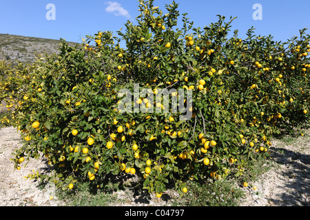 Zitrone Obstgarten, Llosa de Camacho (in der Nähe von Pedreguer), Provinz Alicante, Valencia, Spanien Stockfoto